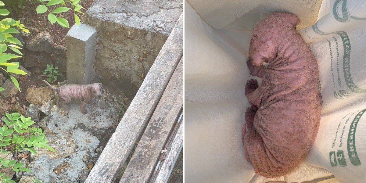 Woman Hears Desperate Cries From a Ditch — And Finds a Hairless Puppy Fighting to Survive