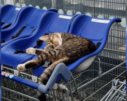 Cat Casually Walks Into Supermarket One Day — And Never Leaves His “Job”