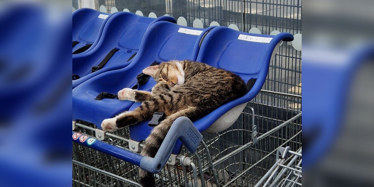 Cat Casually Walks Into Supermarket One Day — And Never Leaves His “Job”