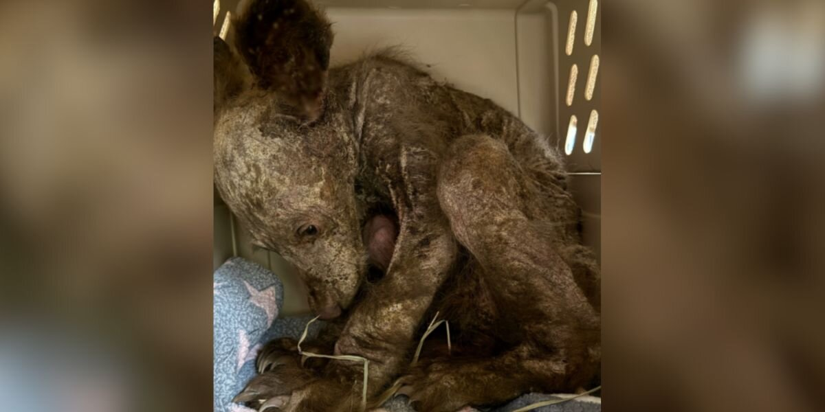 He Was Sick, Hairless, and Alone — Now This Orphaned Bear Cub Is Thriving