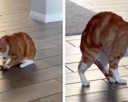 Cat Finally Catches His Tail — Then Completely Panics About What Comes Next