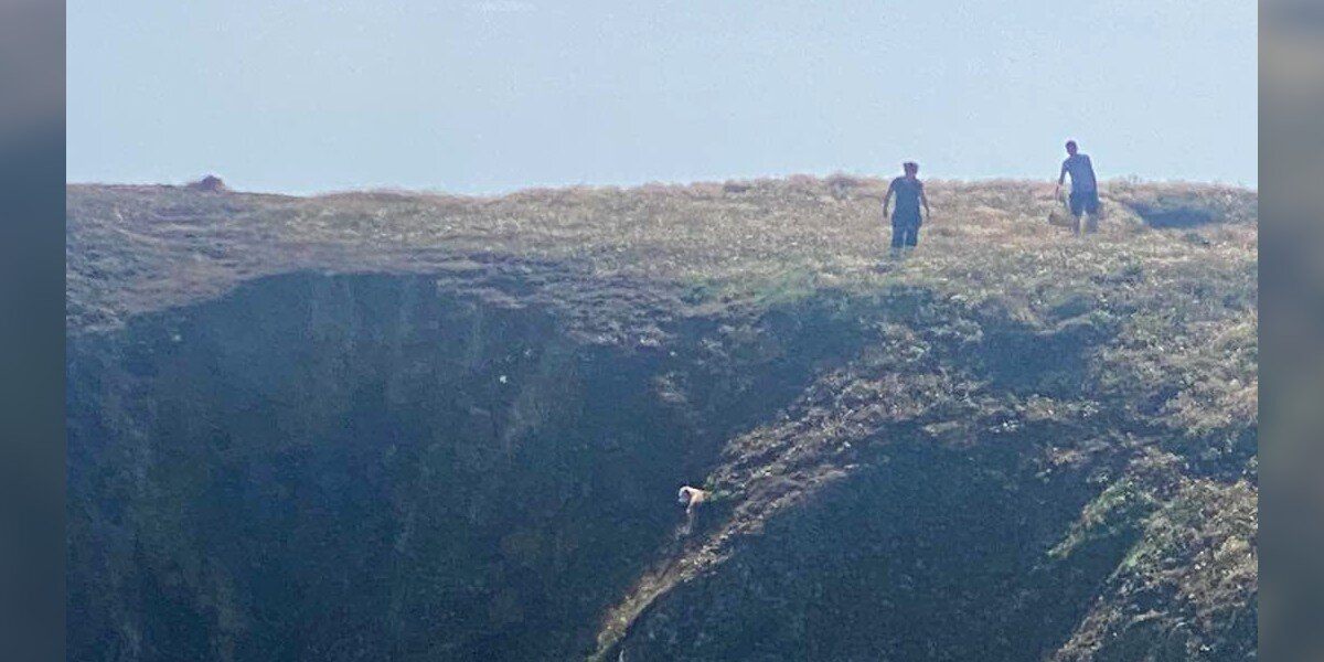 Firefighters Rush To Rescue Dog Trapped On Cliff’s Edge — And Her Reaction Says It All