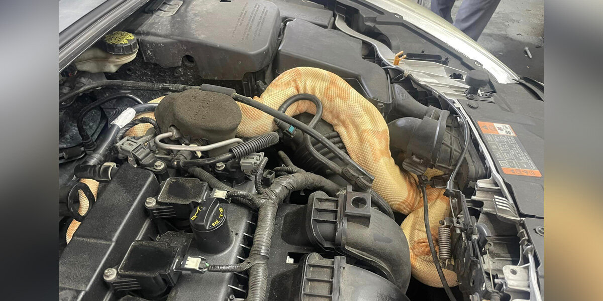 Mechanics Lift Car Hood — And Can’t Believe What’s Staring Back
