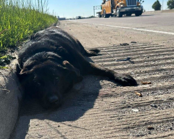 Injured Dog Found on Highway — But Her Best Friend Refused to Leave Her Side
