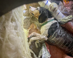 Curious Dog Gets Stuck in HVAC System After Secret Adventure Goes Wrong