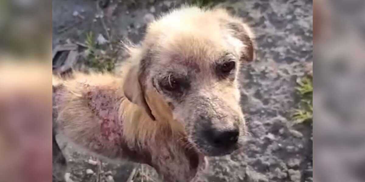 Rescuers Had No Idea What Kind of Dog He Was — Until His Transformation Stunned Everyone