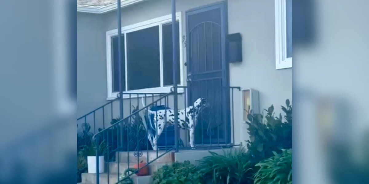 Dalmatian Waits Outside Neighbor’s Door Every Night — Just for a Taste of Dinner