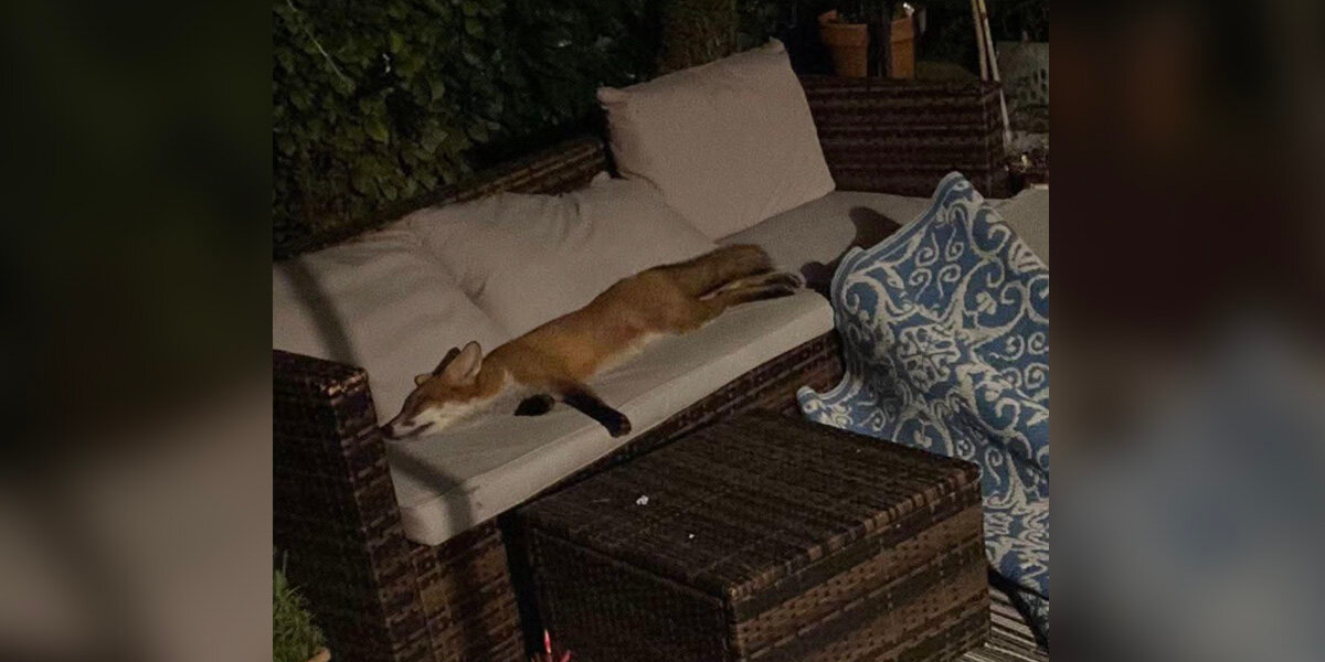 Woman Comes Home To Find An Unexpected Guest Fast Asleep On Her Patio Couch