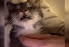 ‘Feral’ Cat Melts Into Woman’s Arms — Then Gives Birth in Her Bathtub