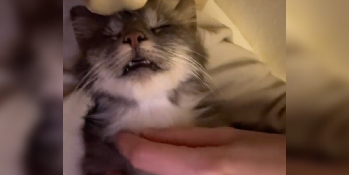 ‘Feral’ Cat Melts Into Woman’s Arms — Then Gives Birth in Her Bathtub