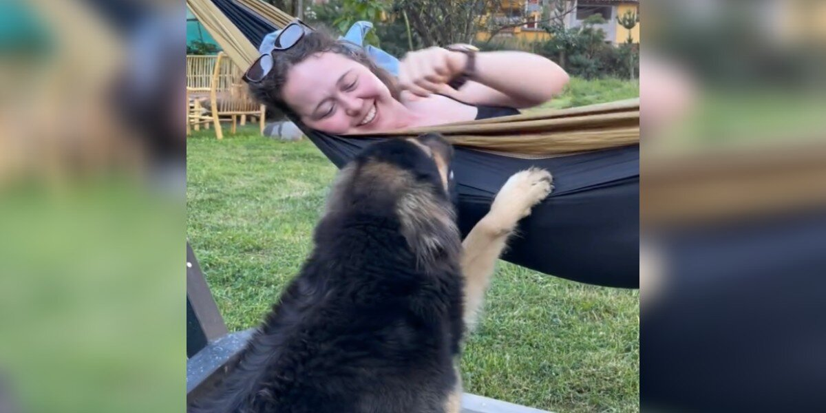 Tourist Finds Street Dog at Her Cabin — And He Refuses to Leave Her Side