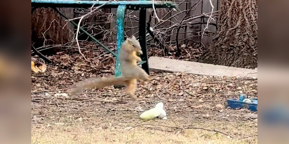 Homeowner Can't Stop Watching What Squirrels Are Doing With Dog Toys