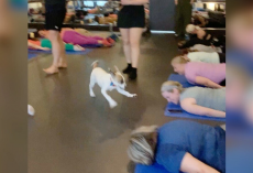 Yoga Class Bursts Into Laughter When Spirited Shelter Pup Steals the Show