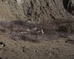 Woman Spots Tiny Face in the Grass — And Uncovers a Litter of Starving Puppies