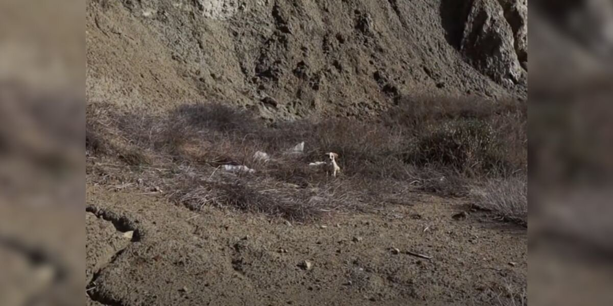 Woman Spots Tiny Face in the Grass — And Uncovers a Litter of Starving Puppies