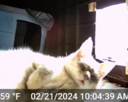 Camera Captures the Sweet Moment Stray Cats Finally Feel Safe in Their Cozy Shelter