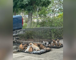 Man Pulls Into 7-Eleven and Discovers 16 Abandoned Puppies in Crates