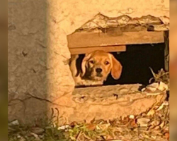Construction Site Was Supposed to Be Empty — Until A Fluffy Puppy Peeked Out