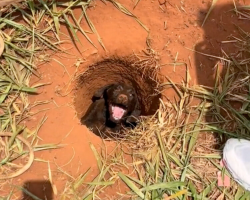 Boy Walking Home From School Hears Cries From A Hole — And Finds A Life To Save