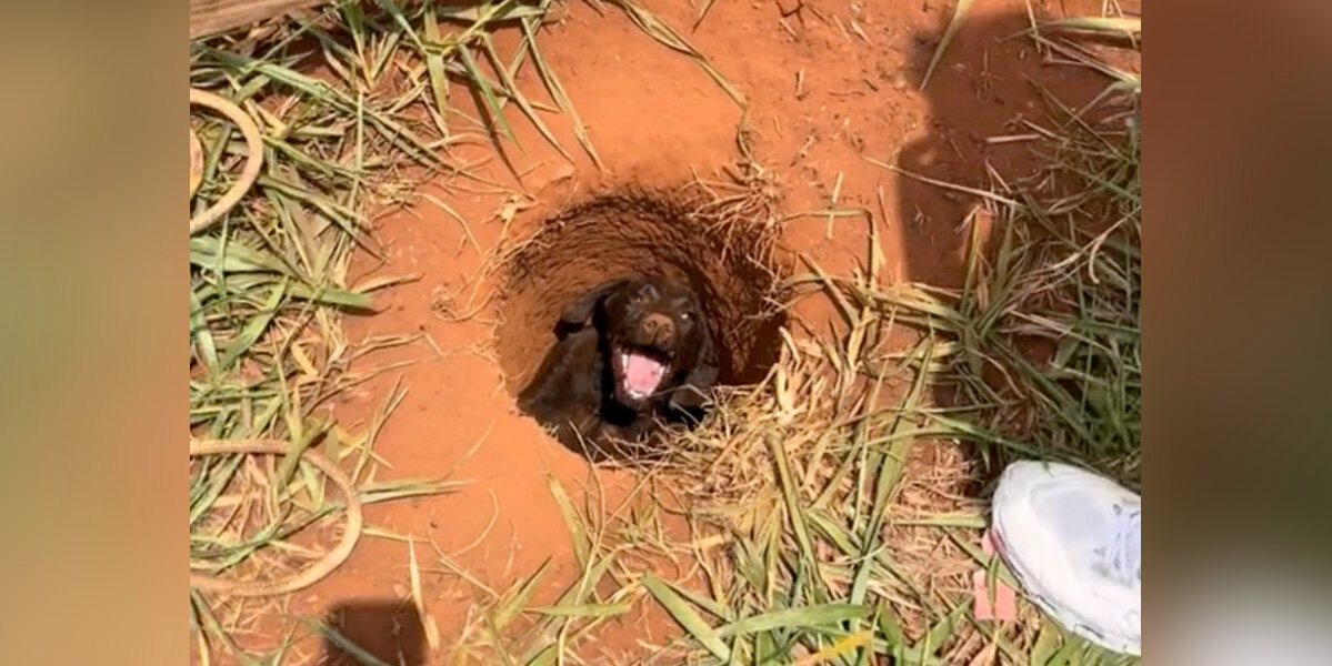 Boy Walking Home From School Hears Cries From A Hole — And Finds A Life To Save