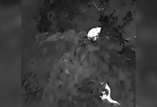 Scientists Use Drones to Spot ‘Near-Mythical’ Tree Kangaroos Hidden in the Rainforest Canopy