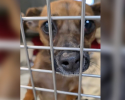 Puppy Returned to Shelter 5 Times Still Hopes Someone Will Love Him Forever