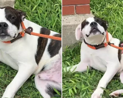Abandoned Dog Was Tied to a Stop Sign — Then He Asked for a Belly Rub