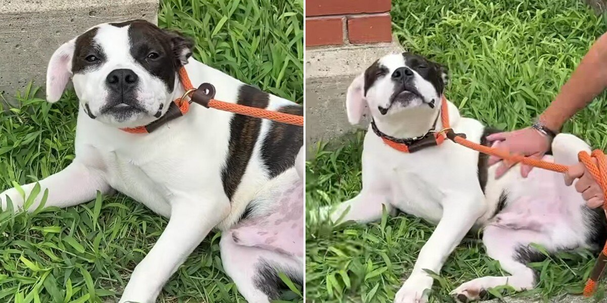 Abandoned Dog Was Tied to a Stop Sign — Then He Asked for a Belly Rub