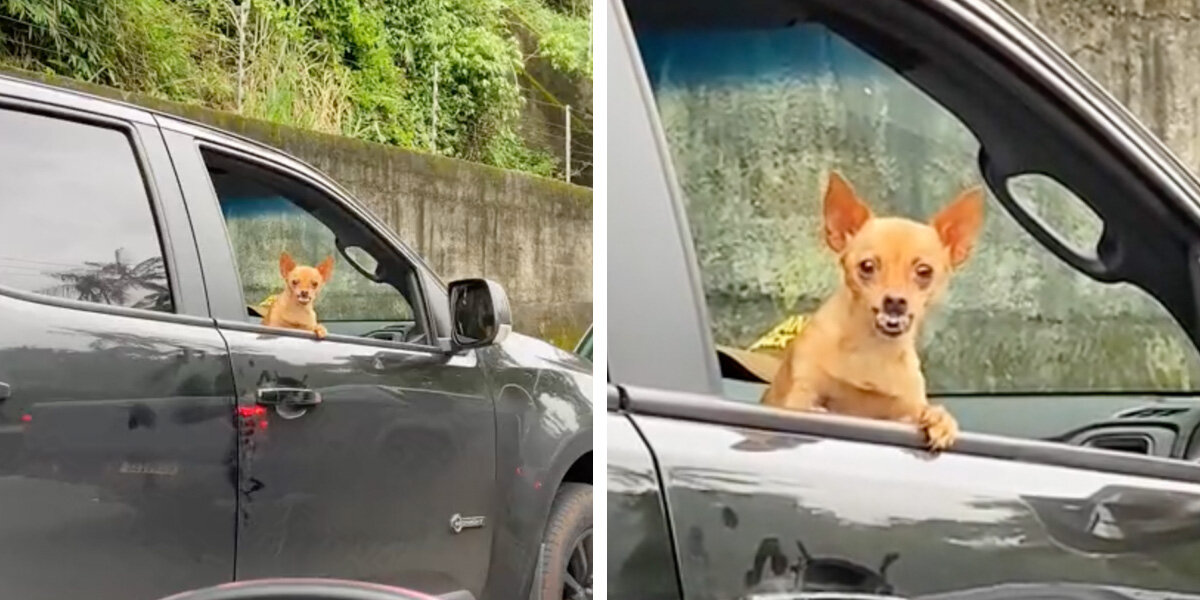 Dog’s Worst Nightmare Comes True When He Spots A Vet In Traffic