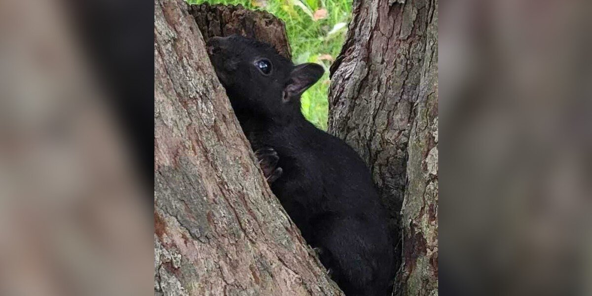 Baby Squirrel Clings To Her Tree As It's Being Cut Down — Refuses To Let Go