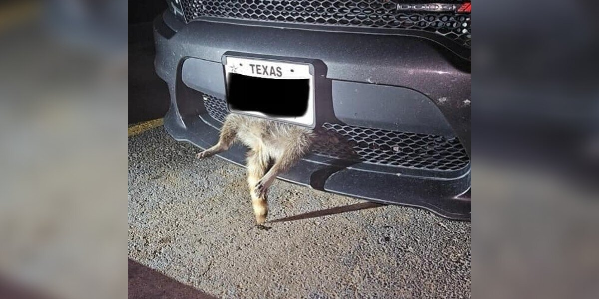 Driver Shocked To Find Tiny Legs Sticking Out Of Her Car’s Grille