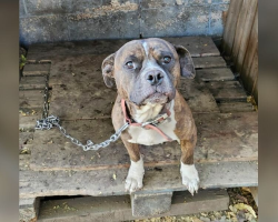 Forgotten Dog Chained to Crumbling Shelter Waits Months for a Miracle