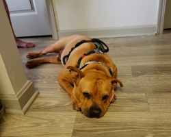 Shelter Dog Dresses Up For Adoption Day — But No One Comes