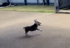 16-Year-Old Dog Finds Her Spark Again After Arthritis Treatment