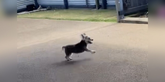 16-Year-Old Dog Finds Her Spark Again After Arthritis Treatment