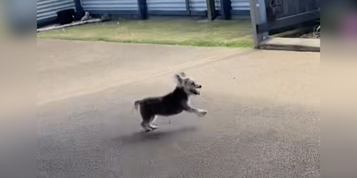 16-Year-Old Dog Finds Her Spark Again After Arthritis Treatment