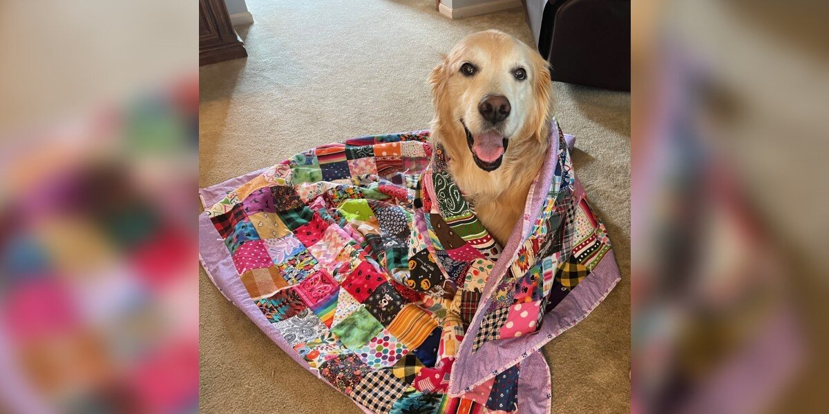 Senior Dog Receives a Quilt Made From Hundreds of Cherished Memories