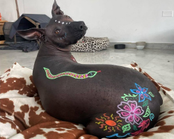 People Once Shunned This Dog — Until Her Mom Turned Her Into a Living Work of Art