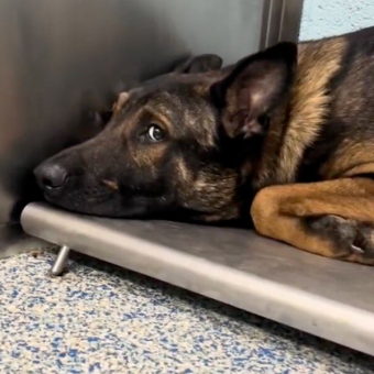 Heartbroken Rescue Dog Couldn’t Walk — Until He Reunited With His Pack