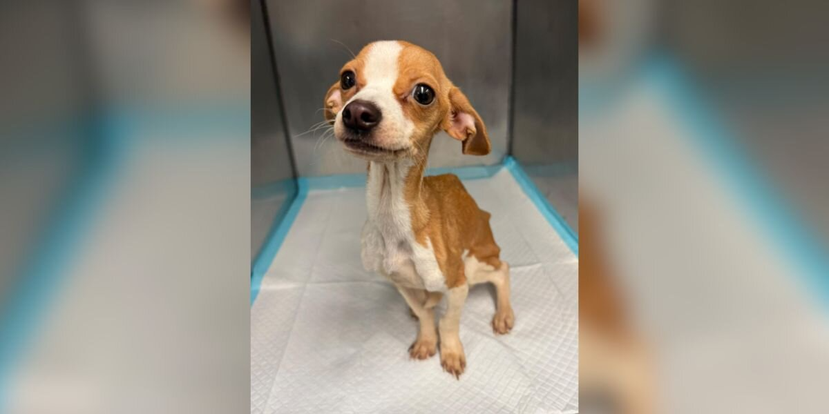Emaciated Puppy Found in Bronx Apartment Refuses to Give Up
