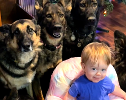 Baby Girl Raised By Six German Shepherds Adorably Thinks She’s One of the Pack
