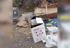 Rescuer Peeks Inside Cardboard Box And Finds 8 Tiny Puppies Clinging to Life