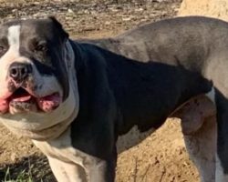 Dog Found With Swollen Head From Tight Chain Finally Gets the Life He Deserves
