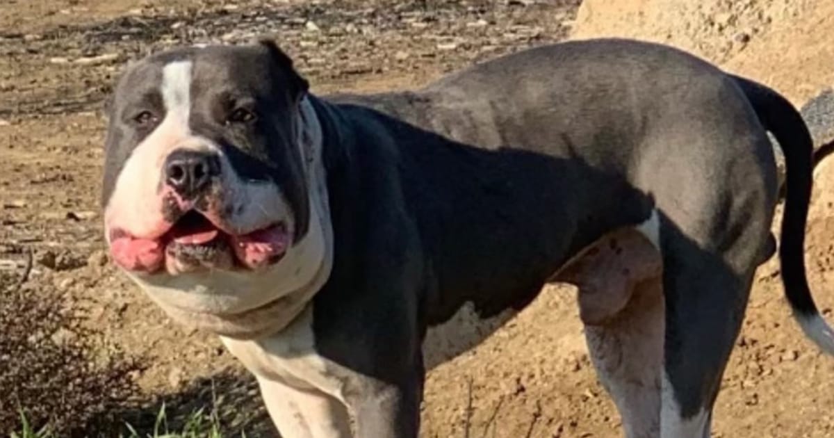 Dog Found With Swollen Head From Tight Chain Finally Gets the Life He Deserves