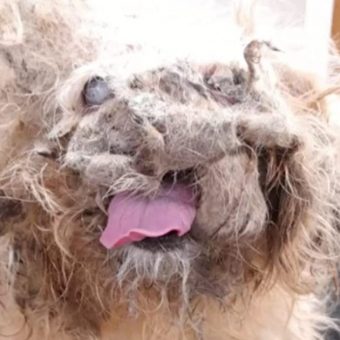 What Looked Like a ‘Pile of Rags’ Turned Out to Be a Miracle in Disguise