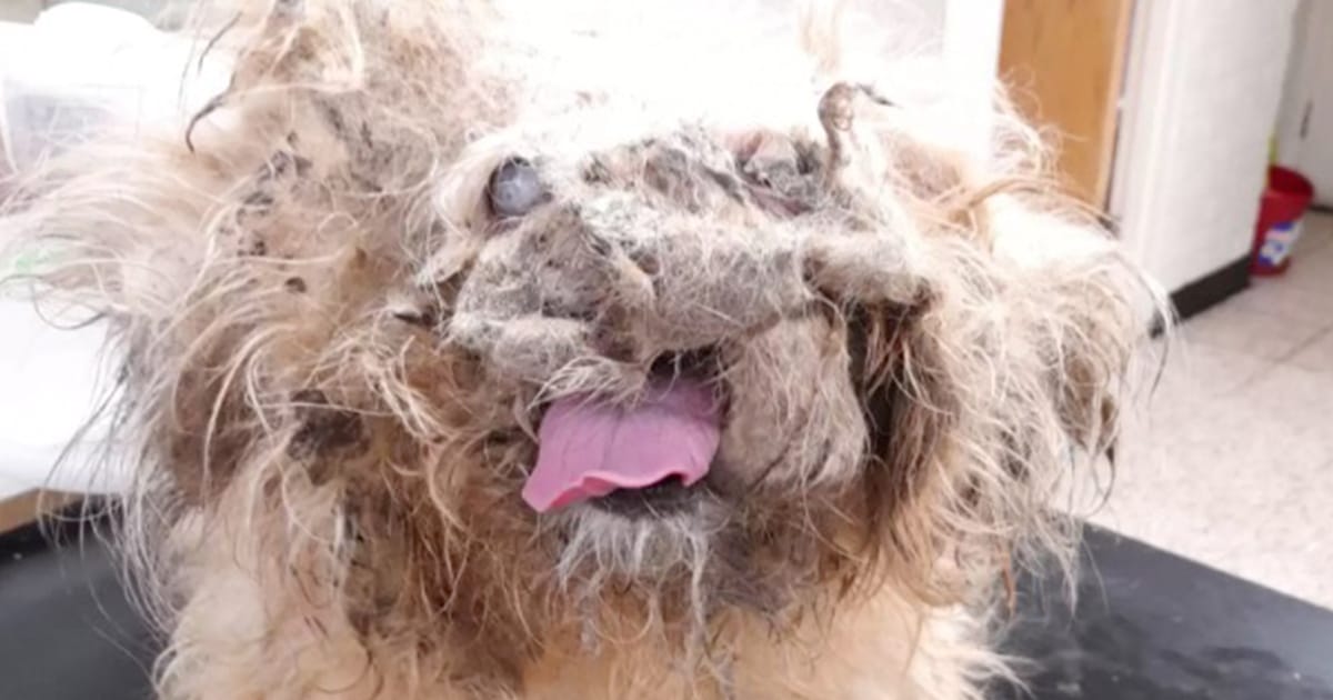 What Looked Like a ‘Pile of Rags’ Turned Out to Be a Miracle in Disguise