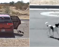 Cold “Bye-Bye” Caught on Camera: Woman Heartlessly Dumps Dog and Drives Away