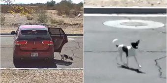 Cold “Bye-Bye” Caught on Camera: Woman Heartlessly Dumps Dog and Drives Away