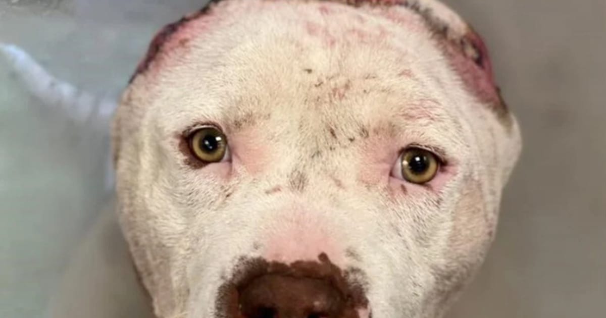 Dog Who Lost His Ears in a Tragic Attack Gets a Second Chance — and a Handmade Surprise