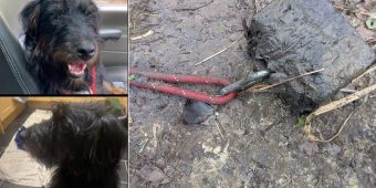 Beloved Dog Found Dead in River, Community Devastated by Deliberate Act of Cruelty